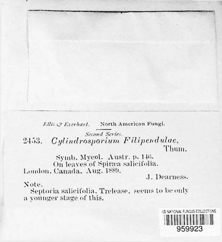 Cylindrosporium filipendulae image